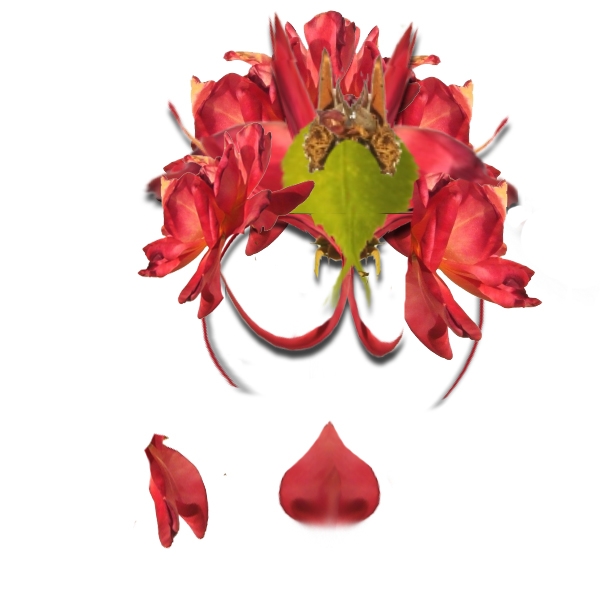 Creation of flower art expo: Step 3
